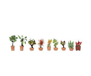 Noch - 14082 - Modélisme Ferroviaire - Éléments De Décoration - Plantes D'ornement en Grands Pots De Fleurs