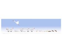 Noch 15774 - 16 Figurines Canards et Cygnes Pré-Peintes 1/87 H0 2e Pos