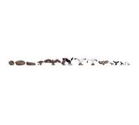 Noch – 15775 – Oiseaux (calibre H0) – Multicolore