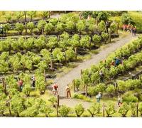 Noch - 21540 - Modélisme Ferroviaire - Éléments De Décoration - Vignes - 24 Ceps