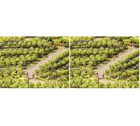 NOCH - 21540 - Modélisme Ferroviaire - Éléments De Décoration - Vignes - 24 Ceps (Lot de 2)