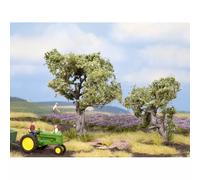 NOCH 21995 Olive Trees