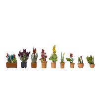NOCH Plantes Décoratives En Pots de Fleurs, pour Modélisme Plantés, 9 Fleurs