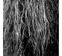 Nocturnal Rainforest