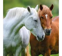 Noel Tatt Carte d'anniversaire/carte de vœux vierge pour lui/elle - Homme/Femme - Chevaux photographiques - Design RSPCA - Carte générale adaptée à toutes les occasions - Fabriquée au Royaume-Uni - Re