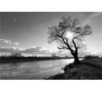 Noir Et Blanc 5D Peinture Diamant Complet Adulte, Arbre Diamond Painting Bricolage Cristal Strass Point De Croix Artisanat Mosaique kit de Broderie au décoration Murale pour la Maison, 20x30cm