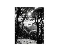 Noir et Blanc Tableau Paysage Arbre Sunshine 2. Toile 50x65cm Encadrée