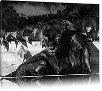 noir panthère noire / blanche sur toile, énorme XXL photos complètement encadrée avec civière, impression d'art sur ??la photo murale avec cadre, moins cher que la peinture ou une peinture à l'huile, pas une affiche ou une bannière