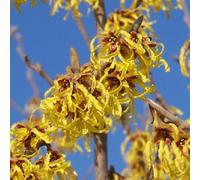 Noisetier de sorcière - hamamelis intermedia 'arnold promise' - 40-60 cm pot