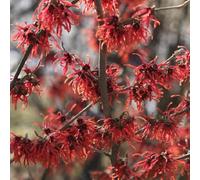 Noisetier de sorcière - hamamelis intermedia 'diane' - 40-60 cm pot