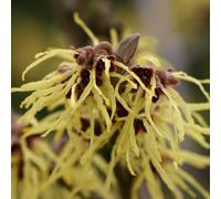 Noisetier de sorcière - hamamelis intermedia 'pallida' - 40-60 cm pot