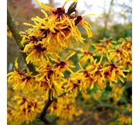 Noisetier des sorcières - hamamelis intermedia 'orange beauty' - 40-60 cm pot