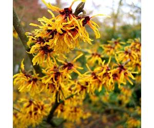 Noisetier des sorcières - hamamelis intermedia 'orange beauty' - 40-60 cm pot