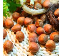 Noisetier géante des halles - pot de 1.5l