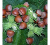 Noisetier merveille de bollwiller - pot de 10l