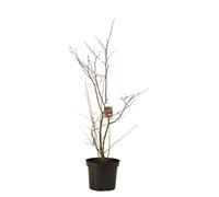 Noisetier Merveille de Bolwiller 120cm Pot 7,5L - Corylus avellana