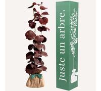 Noisetier pourpre - cadeau symbolique