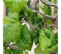 Noisetier tortueux - corylus avellana 'contorta' - 40-60 cm pot