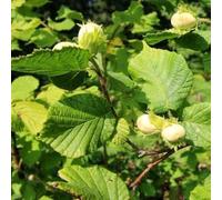 Noisetier 'Webb's Prize Cob' - Corylus hybr. 'Webb's Prize Cob' | 60-80 C