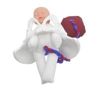 NOLITOY 1 Ensemble Pelvis Obstétrical pour Formation à Simulateur Anatomique pour Éducation Prénatale Démonstration Du Travail Fœtus Cordon Ombilical
