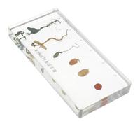 NOLITOY Échantillon De Croissance De Cacahuète Pour Enseignement Spécimen De Germination Et Développement De Plante Démonstration Du Processus De Croissance Des Arachides Modèle