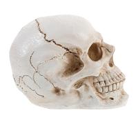 NOLITOY Enseignement et Décoration Fête Accessoire Anatomique pour Étude Physiologie Humaine