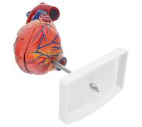 NOLITOY Modèle de Cœur Anatomique Humain avec Support Modèle Ventricular pour Enseignement Scientifique Classe Outil Pédagogique Physiologie et Anatomie Cardiovasculaire