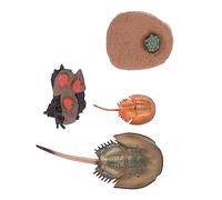 NOLITOY Modèle D'évolution Animale Réaliste en Plastique 69g Jouet D'éveil Pédagogique Garçon Et Filles Découverte Apprentissage Cycles De Croissance Animale Décoration Pédagogique