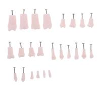 NOLITOY Modèle Pédagogique 24 Dents Amovibles Vis Typodont Complet pour Formation Modèle D’Enseignement Solide et Réaliste pour Universités et Centres de Formation