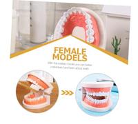 NOLITOY Modèle Pédagogique de Dentier Standard avec Brosse à Dents pour Garçon Fille Hygiène Apprentissage Du Brossage et Soin des Gencives Équipement Éducatif Montessori pour École