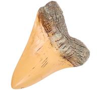 NOLITOY Ornement Rétro en Résine Réaliste de Dent de Requin Modèle de Décoration Artisanale Petite Taille pour Collections et Usage Éducatif Décor Dents Requin pour Bureau ou Étagère