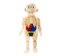 NOOLY Jouet Modèle de Torse Humain pour Les Enfants, Modèle de Corps Humain Jouet d'apprentissage Educatif pour Enfant de 3 Ans et Plus QGWJ-01