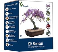 Nopalia® kit bonsaï bio prêt à pousser