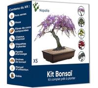 NOPALIA® Kit Bonsaï Bio Prêt à Pousser - Mini Arbre Japonais Intérieur avec Graines, Pot, Outils & Guide - Idée Cadeau Femme Homme Noël Anniversaire