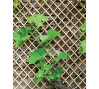 NORTENE-Treillis Wick Trellis en osier naturel, 100 x 200 cm