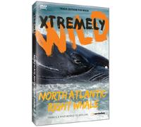 North Atlantic's Most Endangered Whales