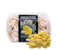 North Spore Bouchons de champignons d'huîtres dorées biologiques (500 carats) pour bûches | Bouche de champignons de qualité supérieure | Fait à la main dans le Maine, États-Unis | Cultivez des