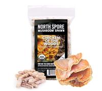 North Spore Chicken of The Woods Lot de 100 bouchons de champignons pour bûches | Qualité supérieure | Fait à la main dans le Maine, États-Unis | Cultivez des champignons gourmands en extérieur sur