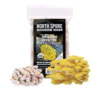 North Spore Lot de 100 bouchons de champignons d'huîtres dorées biologiques pour bûches | Poisson de champignons de qualité supérieure | Fait à la main dans le Maine, États-Unis | Cultivez des