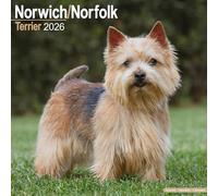 Norwich/Norfolk Terrier Calendar 2026 Square Dog Breed Wall Calendar - 16 Month