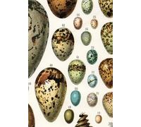 Notebook: Dot Grid / Blank Paper | Journal for Artists Sketching Mixed Media Gratitude Bullet Journaling Scrapbooking | Bird Eggs Cover