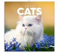 NOTIQUE Calendrier mural 2026 - Calendrier brochure avec calendrier mensuel - Motif chats - 30 x 30 cm (30 x 60 cm) ouvert