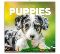 NOTIQUE Calendrier mural 2026 chiots - Calendrier brochure avec calendrier mensuel - 30 x 30 cm (30 x 60 cm ouvert)