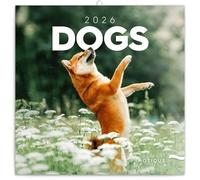 NOTIQUE Calendrier mural 2026 - Motif chiens - Avec brochures mensuelles - 30 x 30 cm (30 x 60 cm) ouvert