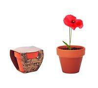 noTrash2003 Lot de 3 pots de culture pour fleurs, tournesols, myosotis, coquelicots en terre cuite, avec substrat de culture (coquelicot (rouge)