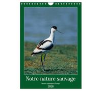 Notre nature sauvage, oiseaux aquatiques d'Europe (Calendrier mural 2026 DIN A4 vertical), CALVENDO calendrier mensuel