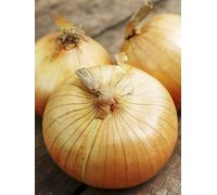 NOUVEAU 50 Pcs oignon Ailsa Craig Heirloom écossais un énorme oignon fournitures bonsaï légumes