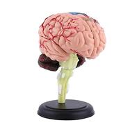 Nouveau modèle anatomique humain 1:1 standard personnes crâne tête de mort anatomie modèles de simulation étudiants fournitures médicales étudiant enseignement articulation cardiaque anatomique pro