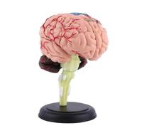 Nouveau modèle anatomique humain 1:1 standard Personnes Tête de mort Anatomie Modèles de simulation Étudier des fournitures médicales Enseignement Stud