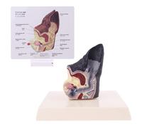 Nouveau Modèle D'anatomie Des Oreilles De Chien, Matériel Pédagogique Scientifique Vétérinaire, Enseignement Et Recherche, 2021